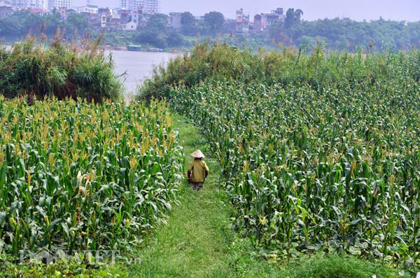 Hàng ngày, bà phát cỏ, hái rau bí, trồng đu đủ, bẻ ngô. Ở đây đất tốt nên trồng cái gì cũng dễ. Bà bảo mỗi ngày bán hàng trăm kg rau bí cho các nhà hàng trong nội thành, tất cả đều sạch và không biết đến phun thuốc là gì. Bà Toàn khẳng định, rau bí và các loại rau quả khác trồng ở đây đều là rau sạch 100%, vì trồng trên đất phù sa nên độ tươi ngon hơn hẳn rau ở vùng khác. Đặc biệt là thân rau khá to, dài, thẳng, lá rau xanh, non và ít bị sâu.