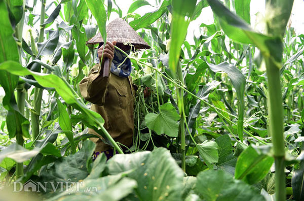 Hiện hai chị em bà Toàn - bà Lợi thuê 10 mẫu đất nông nghiệp tại bãi giữa sông Hồng trồng rau sạch. Mỗi ngày, bà cùng em gái dậy từ 2-3 giờ đêm để thu hoạch mấy chục kg rau bí cho kịp buổi chợ sáng. Khi bà Lợi sắp rau vào thùng, mang lên đò để sang khu chợ bên kia bờ thì bà Toàn lại cặm cụi tước rau, nhổ cỏ, chăm thêm ít ngô, cà pháo, đỗ đen.