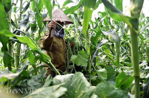 Hiện hai chị em bà Toàn - bà Lợi thuê 10 mẫu đất nông nghiệp tại bãi giữa sông Hồng trồng rau sạch. Mỗi ngày, bà cùng em gái dậy từ 2-3 giờ đêm để thu hoạch mấy chục kg rau bí cho kịp buổi chợ sáng. Khi bà Lợi sắp rau vào thùng, mang lên đò để sang khu chợ bên kia bờ thì bà Toàn lại cặm cụi tước rau, nhổ cỏ, chăm thêm ít ngô, cà pháo, đỗ đen.