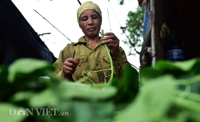 Bà cũng tâm sự, ngoài bán ở chợ thì trung bình mỗi ngày hai chị em cung ứng cho quán ăn, nhà hàng trong nội thành Hà Nội hàng tạ rau bí tước sẵn với giá 30.000 đồng/kg. Nhờ có mối tốt, khách sộp nên đều đặn mỗi ngày chị em có thể thu về 1,5-2 triệu đồng.