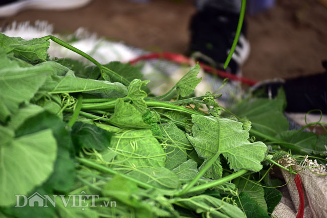 Bà Toàn chia sẻ, ở đây trồng rau cũng dễ và tốt hơn ở quê vì đất tốt, hơn nữa có rau đem vào chợ cũng gần và dễ bán. Cũng từ nguồn thu này bao năm nay bà Toàn nuôi được các con đi học Đại học và có được cuộc sống tốt hơn.