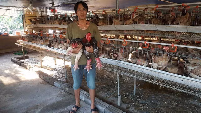 Nuoi ga chan voi de khoe, kiem vai chuc trieu moi thang-Hinh-3