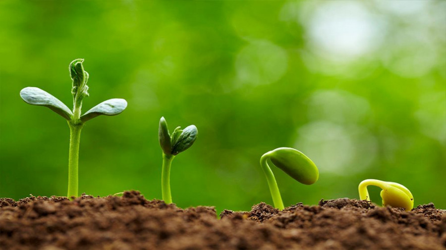 2 cach don gian de gieo mam hanh phuc, dung nen bo qua