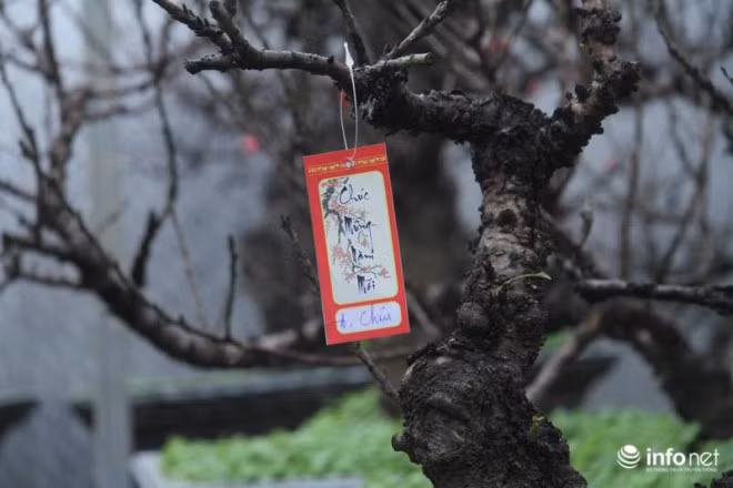 Là loại cây cảnh có dáng lùn, đẹp tự nhiên, nở nhiều hoa, mang dáng vẻ cổ kính; từ gốc đến cành đào đều nổi u, mấu xù xì, tựa như gốc đa già phong trần sương gió cùng nhiều thế cây độc đáo (song long chầu nguyệt, tam long, nhị hổ...) khiến những người chơi đào Thất Thốn phải thực sự am hiểu về đào và phải chịu chơi.