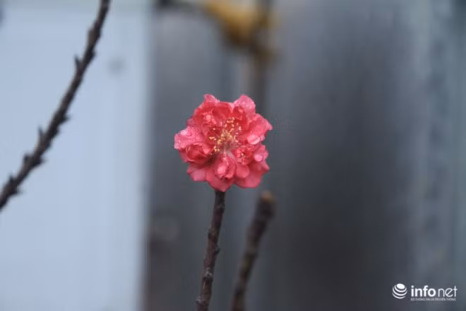 Thất thốn trồng ở đất càng cằn hoa càng đẹp và thắm sắc. Những nụ hoa đỏ đầy sức sống, bông to, cánh dày, màu đỏ của những nụ hồng đào không loài hoa nào sánh kịp.