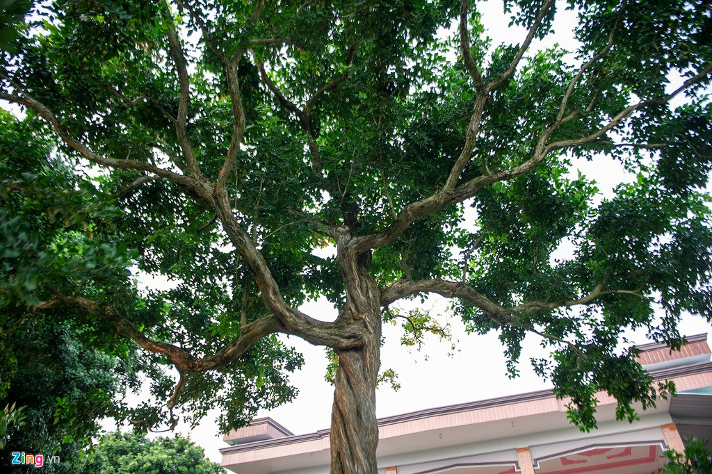 Theo nhiều người, nguyệt quế sẽ mang đến tiền tài cho gia chủ, có ý nghĩa tâm linh như trừ tà, xua đuổi những điều xui xẻo trong cuộc sống.