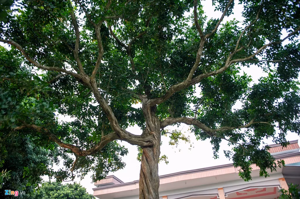 Theo nhiều người, nguyệt quế sẽ mang đến tiền tài cho gia chủ, có ý nghĩa tâm linh như trừ tà, xua đuổi những điều xui xẻo trong cuộc sống.