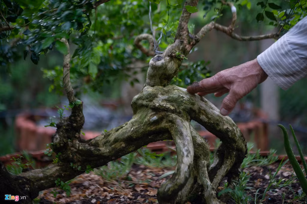 Một cây nguyệt quế có tạo hình uốn lượn khá đặc biệt. Theo nhiều người rành về cây kiểng, dáng của nguyệt quế là một trong những yếu tố làm nên giá trị của cây.