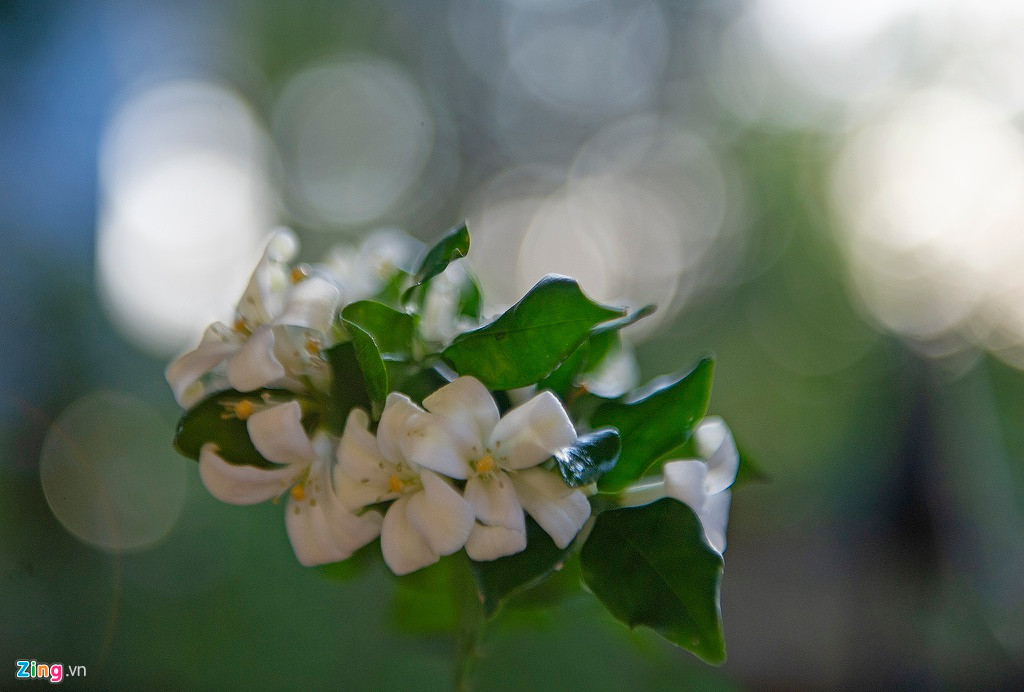 Một chùm hoa nguyệt quế trong buổi sáng sớm. Hoa của loài cây này có mùi thơm đặc trưng. Hoa nguyệt quế tượng trưng cho sự thuần khiết. Trong tâm thức của nhiều người Việt, hoa còn là biểu tượng của thành công, chiến thắng.