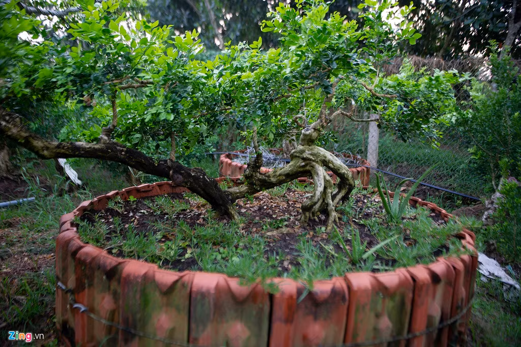 Tất cả cây nguyệt quế tại vườn đều được lên chậu, bồn để tiện chăm sóc. Bồn cây được làm thủ công, có chu vi hơn 5 mét, dùng gạch ngói cố định đất. Theo ông Sanh, bồn cây cần có chu vi tương đối lớn để thuận lợi cho việc sinh trưởng và phát triển của cây trong nhiều năm, tránh trường hợp làm bồn nhỏ, phải liên tục đổi bồn vì cây lớn khá nhanh.