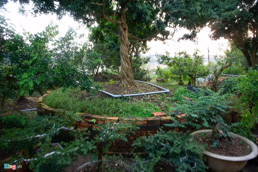 Toàn khu vườn có diện tích 9.000 mét vuông, là nơi sinh trưởng của hơn trăm cây nguyệt quế. Tất cả đều được ông lên chậu, tạo dáng và chăm sóc cẩn thận.