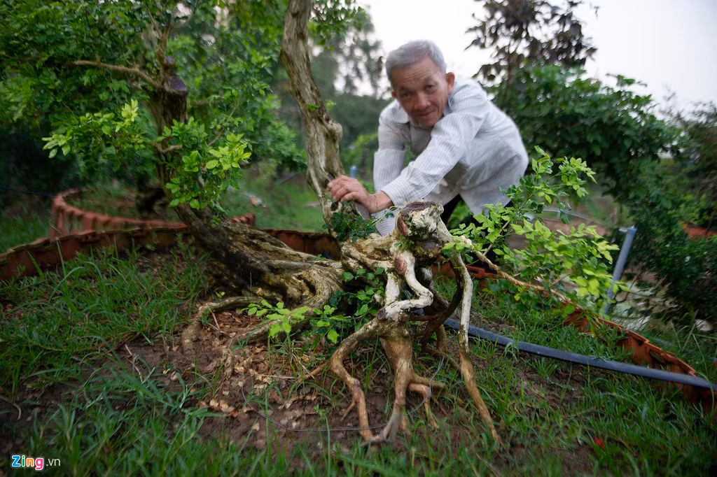 Cây nguyệt quế mà người Việt Nam ta thường gọi có tên chính xác là nguyệt quới, còn được gọi là nguyệt quất hoặc cửu lý hương.