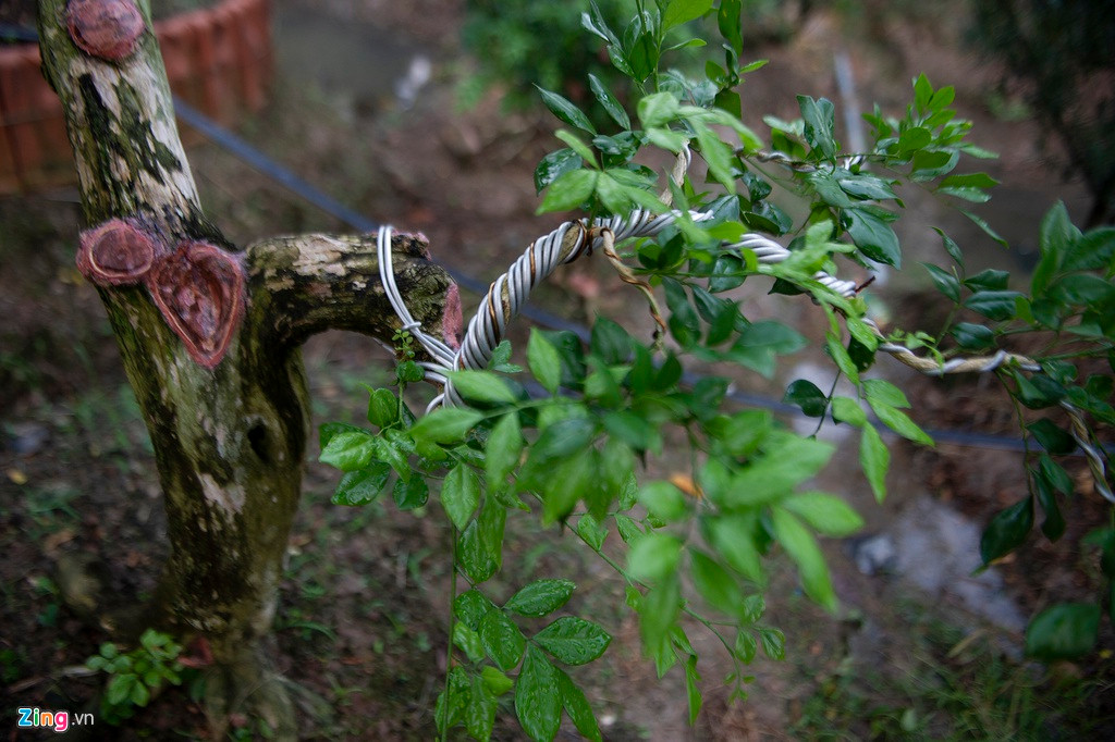 Nguyệt quế dù là cây dễ trồng, nhưng người trồng cần phải biết cách chăm sóc, cẩn thận vun gốc, tạo dáng cây. Cây dễ bị sâu đục thân tấn công, người trồng cần thường xuyên theo dõi sự phát triển của cây, kịp thời phát hiện mầm bệnh và dùng thuốc xử lý.