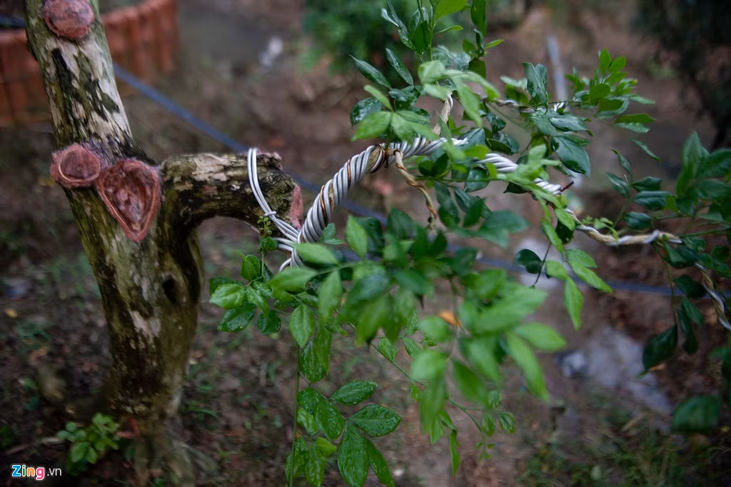 Nguyệt quế dù là cây dễ trồng, nhưng người trồng cần phải biết cách chăm sóc, cẩn thận vun gốc, tạo dáng cây. Cây dễ bị sâu đục thân tấn công, người trồng cần thường xuyên theo dõi sự phát triển của cây, kịp thời phát hiện mầm bệnh và dùng thuốc xử lý.