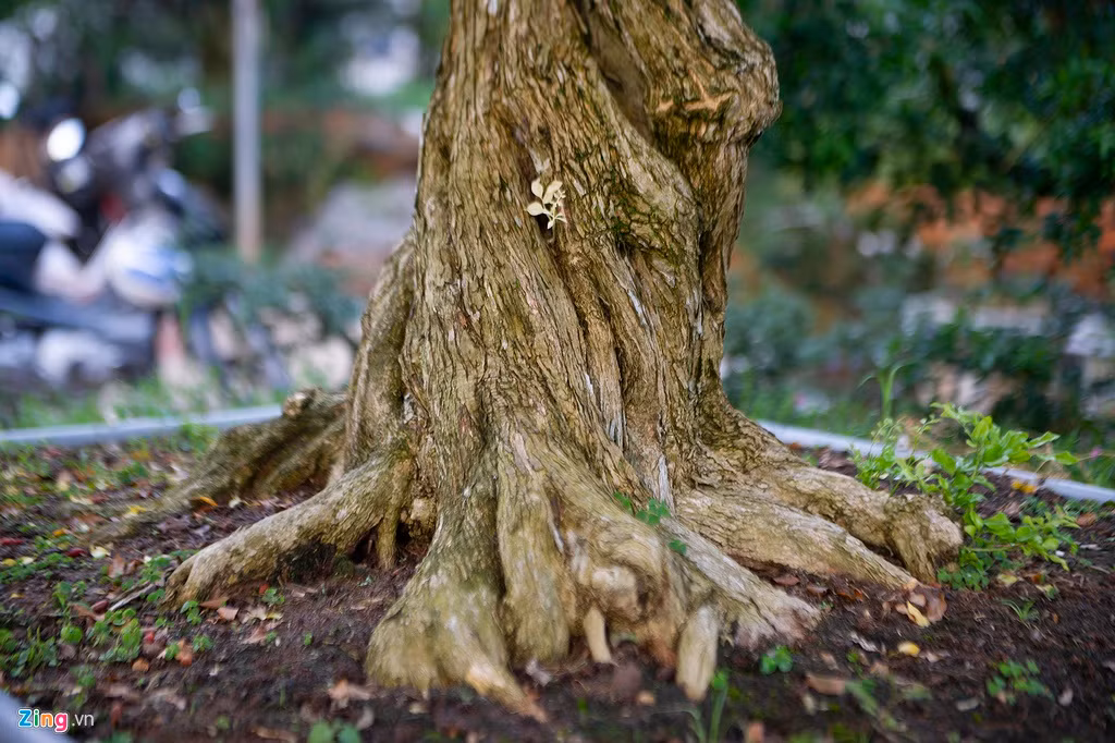 Cây nguyệt quế lớn nhất vườn có chu vi thân cây hơn 1,2 mét, 35 năm tuổi, được trồng từ hạt giống có nguồn gốc tỉnh Tiền Giang. Theo ông Sanh, nhiều người chơi hoa kiểng đến vườn có ý chào mua cây với giá nhiều tỷ đồng, nhưng ông không bán. Ông cho biết bản thân rất yêu loài cây này, được chăm sóc và nhìn thấy cây phát triển là niềm hạnh phúc, ông chưa suy nghĩa nhiều đến giá trị vật chất của cây. Trong vườn, có hơn 800 cây có tuổi ít nhất 15 năm, hàng chục cây trong số này đã hơn 30 năm tuổi, có giá trị hàng tỷ đồng/cây.