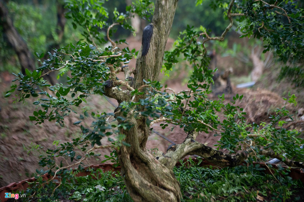 Cây nguyệt quế được nhiều người thích và trồng làm cảnh vì cây dáng đẹp, hoa có mùi thơm dễ chịu và trên hết, cây là biểu tượng cho người quân tử, cho sự thành công, chiến thắng.