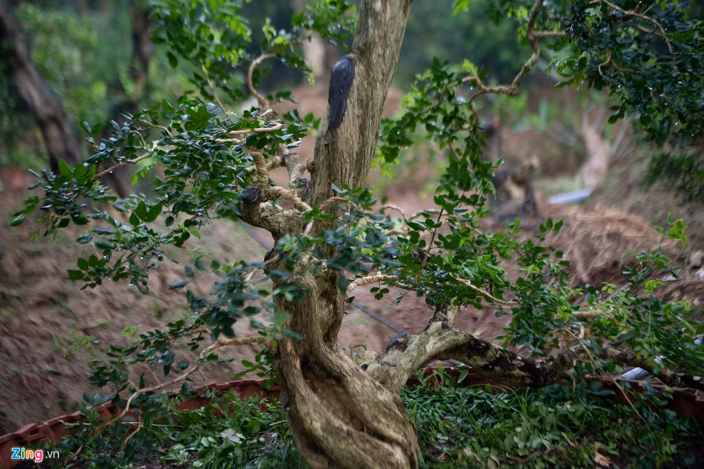 Cây nguyệt quế được nhiều người thích và trồng làm cảnh vì cây dáng đẹp, hoa có mùi thơm dễ chịu và trên hết, cây là biểu tượng cho người quân tử, cho sự thành công, chiến thắng.