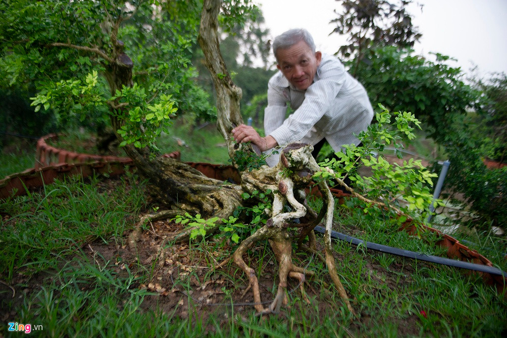 Cây nguyệt quế mà người Việt Nam ta thường gọi có tên chính xác là nguyệt quới, còn được gọi là nguyệt quất hoặc cửu lý hương.