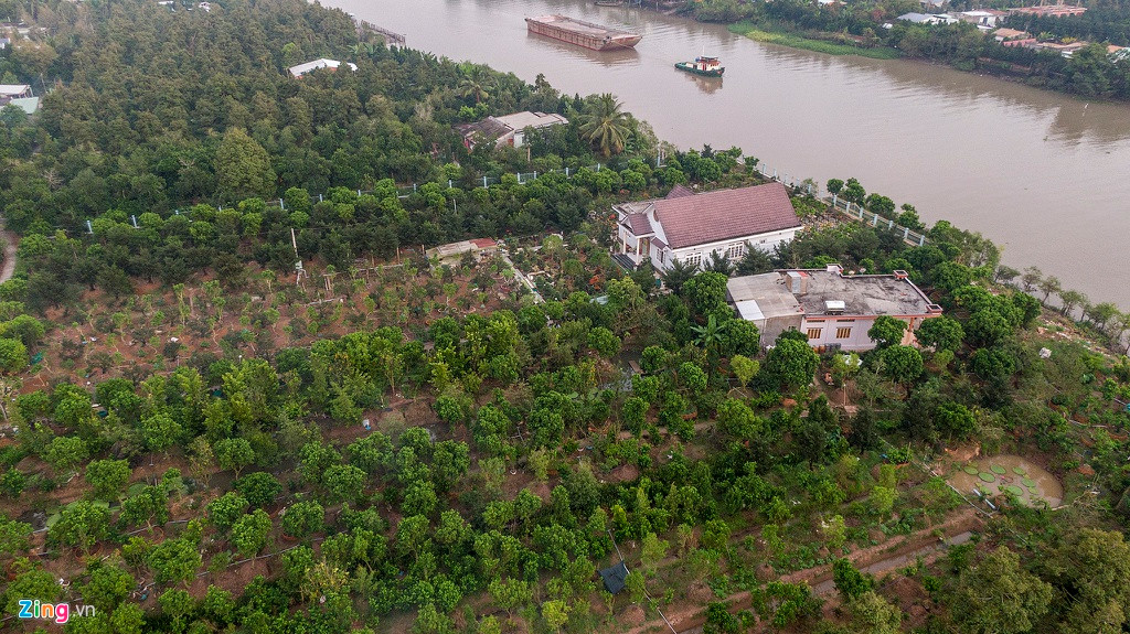 Thay vì dùng đất vườn để trồng cây ăn trái như nhiều người, ông Sanh cải tạo toàn bộ phần đất vườn để trồng cây nguyệt quế. Đây cũng là tâm huyết nhiều năm của lão nông này.