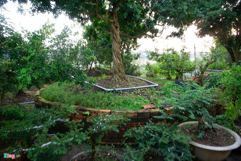 Toàn khu vườn có diện tích 9.000 mét vuông, là nơi sinh trưởng của hơn trăm cây nguyệt quế. Tất cả đều được ông lên chậu, tạo dáng và chăm sóc cẩn thận.