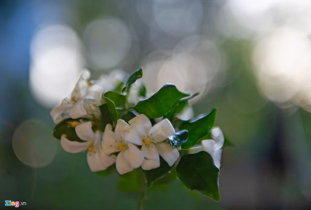 Một chùm hoa nguyệt quế trong buổi sáng sớm. Hoa của loài cây này có mùi thơm đặc trưng. Hoa nguyệt quế tượng trưng cho sự thuần khiết. Trong tâm thức của nhiều người Việt, hoa còn là biểu tượng của thành công, chiến thắng.