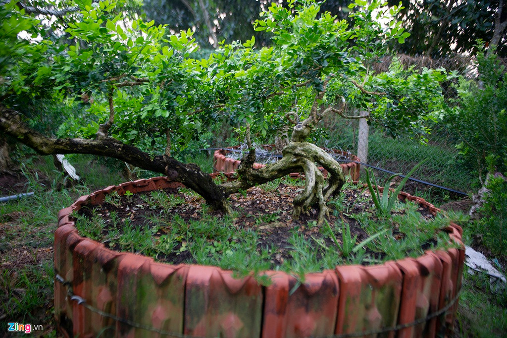 Tất cả cây nguyệt quế tại vườn đều được lên chậu, bồn để tiện chăm sóc. Bồn cây được làm thủ công, có chu vi hơn 5 mét, dùng gạch ngói cố định đất. Theo ông Sanh, bồn cây cần có chu vi tương đối lớn để thuận lợi cho việc sinh trưởng và phát triển của cây trong nhiều năm, tránh trường hợp làm bồn nhỏ, phải liên tục đổi bồn vì cây lớn khá nhanh.