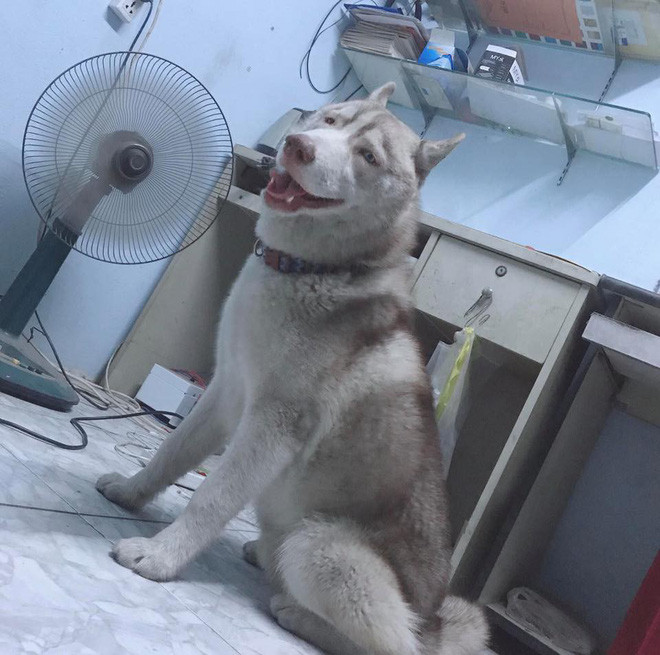 Vo ngao ngan dang anh chong va 