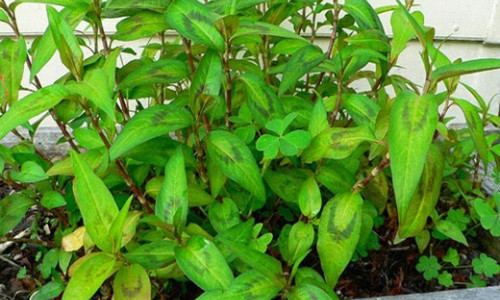 Li do nha chat hep co nao cung nen trong cay rau ram