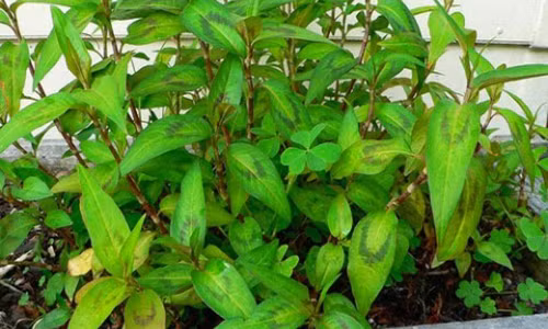 Lí do nhà chật hẹp cỡ nào cũng nên trồng cây rau răm Li do nha chat hep co nao cung nen trong cay rau ram