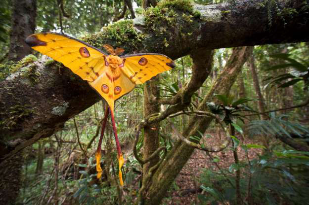 Ngài mặt trăng Madagascar.