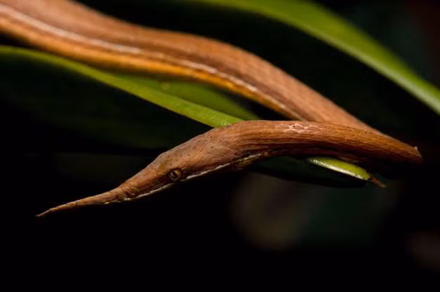 Rẵn mũi lá Malagasy.