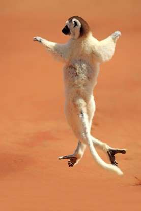 Vượn cáo Verreaux.