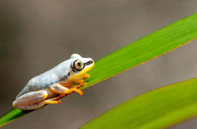 Một loại ếch phi tiêu Madagascar.