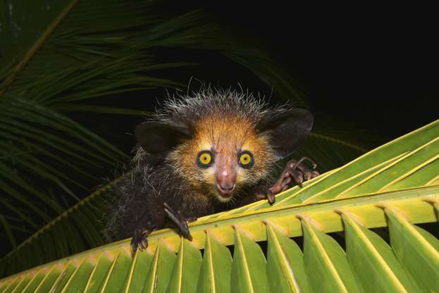 Khỉ ai-ai (aye-aye) Madagascar.