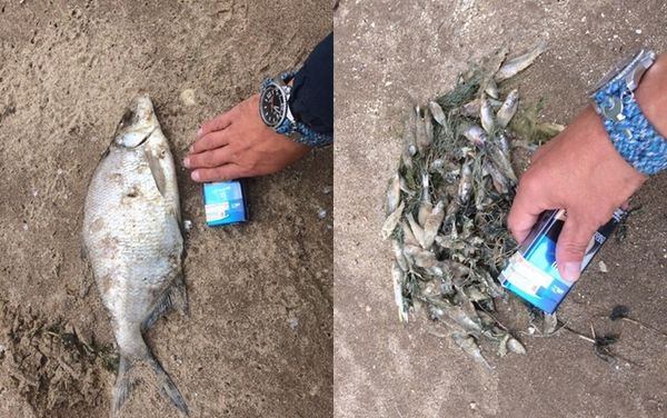 Thủy quái khổng lồ với hàm răng nhọn dạt vào bờ sông Volga - Hình 2 Thuy quai khong lo voi ham rang nhon dat vao bo song Volga-Hinh-2