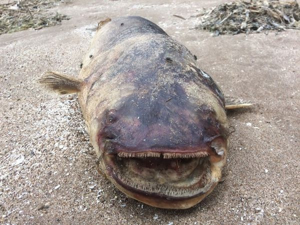 Thủy quái khổng lồ với hàm răng nhọn dạt vào bờ sông Volga Thuy quai khong lo voi ham rang nhon dat vao bo song Volga