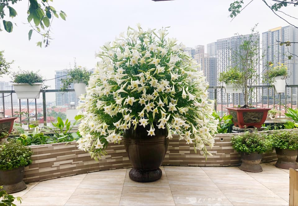 Để cắm được những bình hoa lớn cả nghìn cành như thế này, chị Thúy phải sử dụng xốp để cố định loa kèn vì độ dài cành hoa chưa đủ so với bình. Tuy bình hoa của chị được cắm bằng xốp nhưng vẫn để được 1 tuần mới phải tháo ra cắm lại.