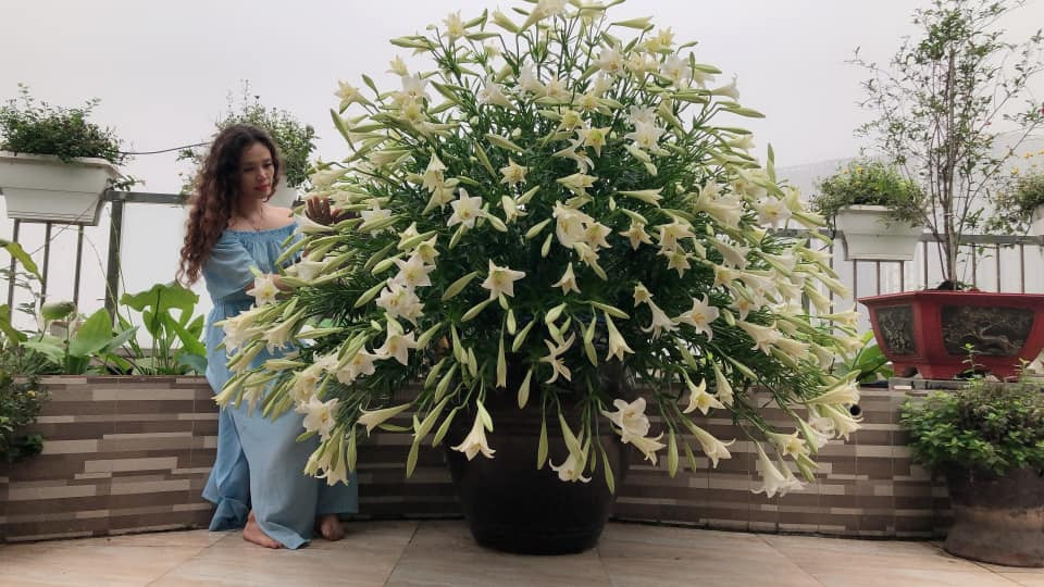 Khi đi mua hoa, chị chọn những bông đơn, to đều, mập để khi nở, cánh dày, bền và thơm.