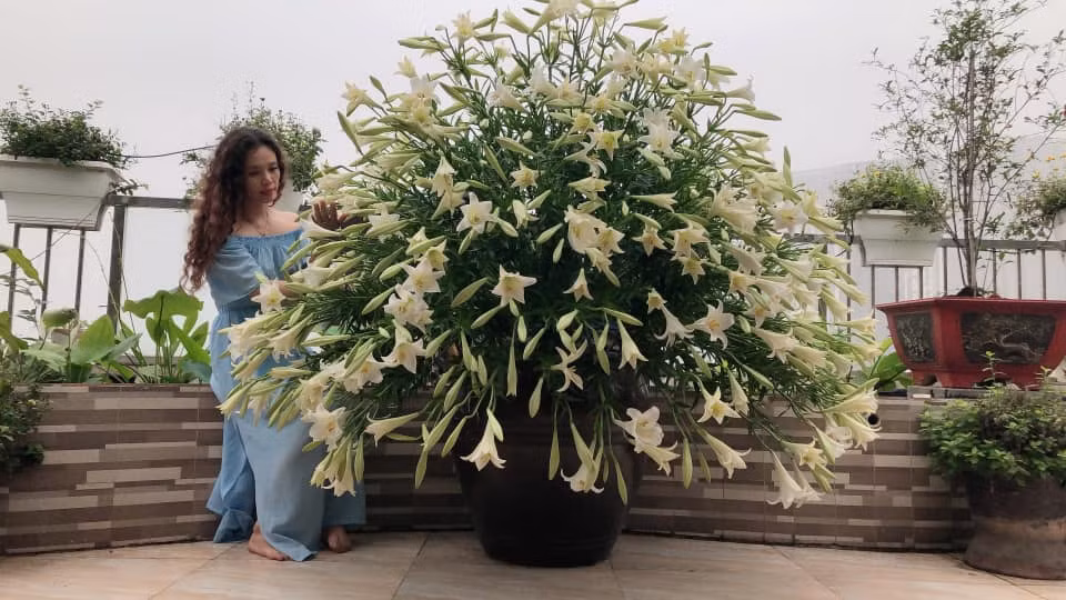 Khi đi mua hoa, chị chọn những bông đơn, to đều, mập để khi nở, cánh dày, bền và thơm.