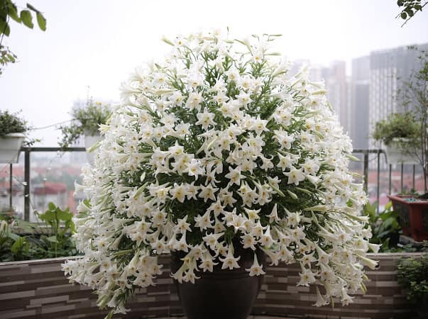 Theo chị Thúy, để hoa loa kèn tươi lâu thì luôn cần giữ chân hoa không bị thối rữa và quan trọng là luôn cung cấp đủ nước và độ ẩm cho hoa.