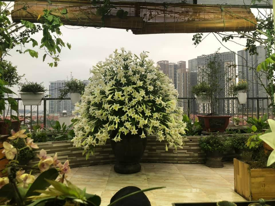 Hoa được cắm tỏa tròn trong chum cao tạo nét đẹp đầy mộc mạc dân dã.