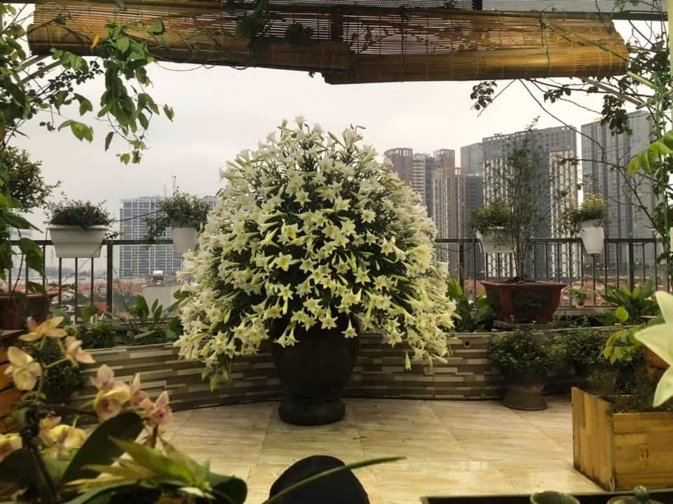 Hoa được cắm tỏa tròn trong chum cao tạo nét đẹp đầy mộc mạc dân dã.