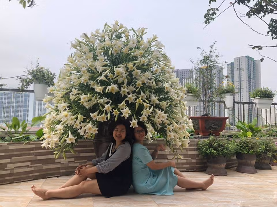 Cả bình hoa loa kèn bung nở trắng muốt rực cả một góc nhà trên tầng thượng khiến bạn bè, người thân tới chơi đều không nỡ rời mắt.