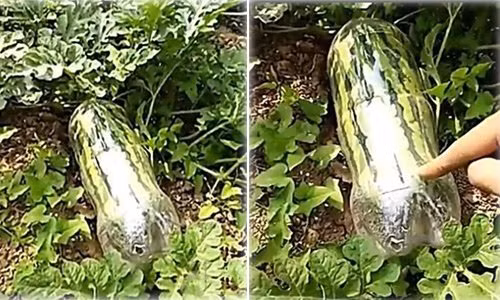 Lao nong lam giau nhanh chong nho nhet qua dua hau vao chai nhua-Hinh-2