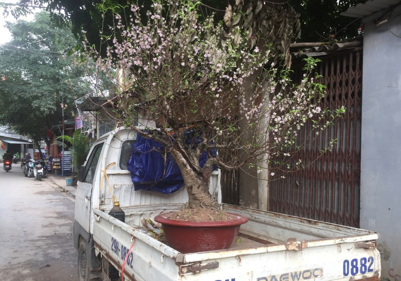 Nghe thu gom goc dao sau Tet: Kiem tien trieu moi ngay
