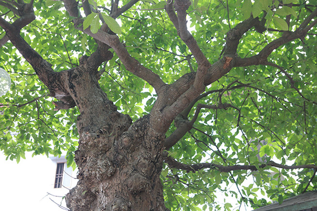 Thân cây xù xì, nổi nhiều u cục chứng tỏ cây phải vài trăm năm tuổi. Điều đặc biệt là bệ rễ lại gắn liền với phần nu tạo nên vẻ độc đáo cho cây.