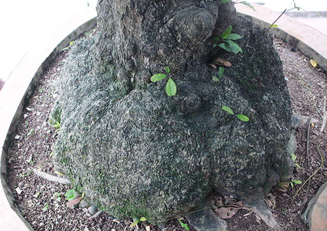 Đã có rất nhiều đại gia tìm đến hỏi mua nhưng anh Toàn chưa bán bởi anh coi cây lộc vừng như một cây “phát lộc” cho gia đình.