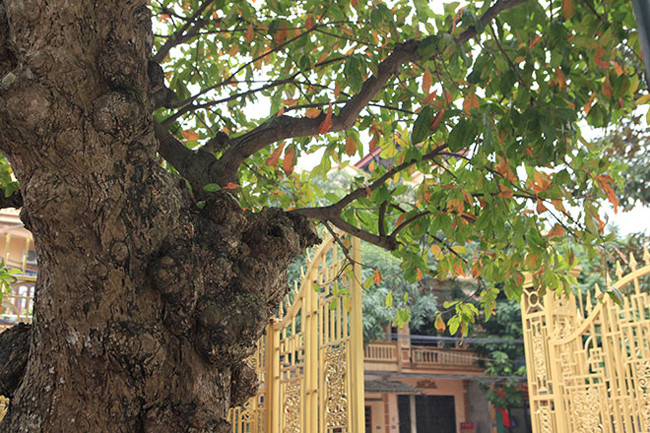 Trước khi bán cho tôi, cả dòng họ họp nhiều lần sau đó mới quyết định bán đi để xây từ đường. “Nghe họ nói cây này là của một ông quan trong dòng họ trồng nuôi dưỡng”, anh Toàn nói. Anh Toàn chia sẻ: "Tôi đã đi khắp đất nước để mua cây, thấy rất nhiều cây lộc vừng cổ thụ lớn nhưng gốc phình to, đều quanh gốc cây thì không có".