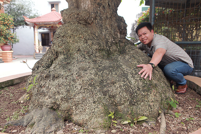 Cây ra hoa quanh năm, hoa rất dài, thậm chí mùa đông cũng có hoa. "Mùa hoa thì nó “đùn” hoa từ gốc lên, kín cả cây, hoa dài 1,2 – 1,3m/bông mà hoa rất dày", anh Toàn nói.
