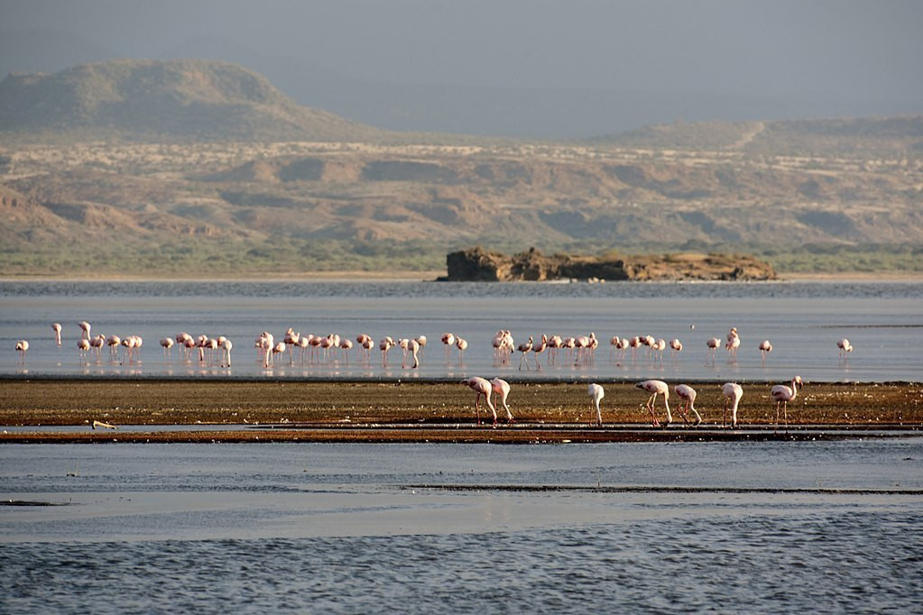 Môi trường an toàn đã cho phép đàn chim sinh sôi nảy nở với số lượng lớn. Hiện tại, hồ Natron đóng vai trò là khu vực sinh sản chính cho 2,5 triệu hồng hạc, chiếm khoảng 75% số lượng toàn cầu của loài này. Con số này giảm dần khi đối mặt với biến đổi khí hậu toàn cầu và khu vực xung quanh hồ có nguy cơ nhường chỗ cho những dự án nhân tạo. Ảnh: Wikimedia Commons.